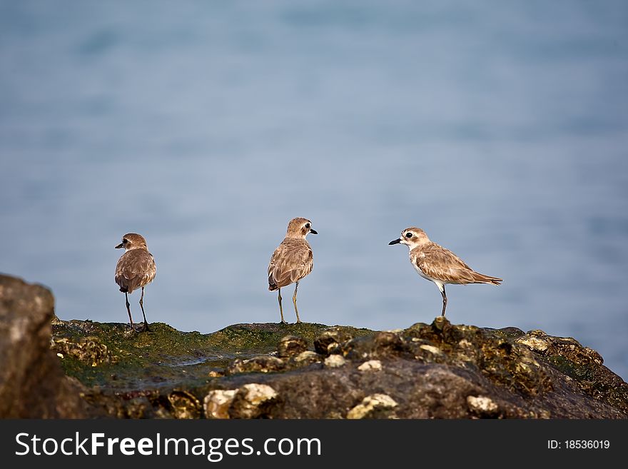 A flock of oceanside birds known as Kentish Plovers. A flock of oceanside birds known as Kentish Plovers.