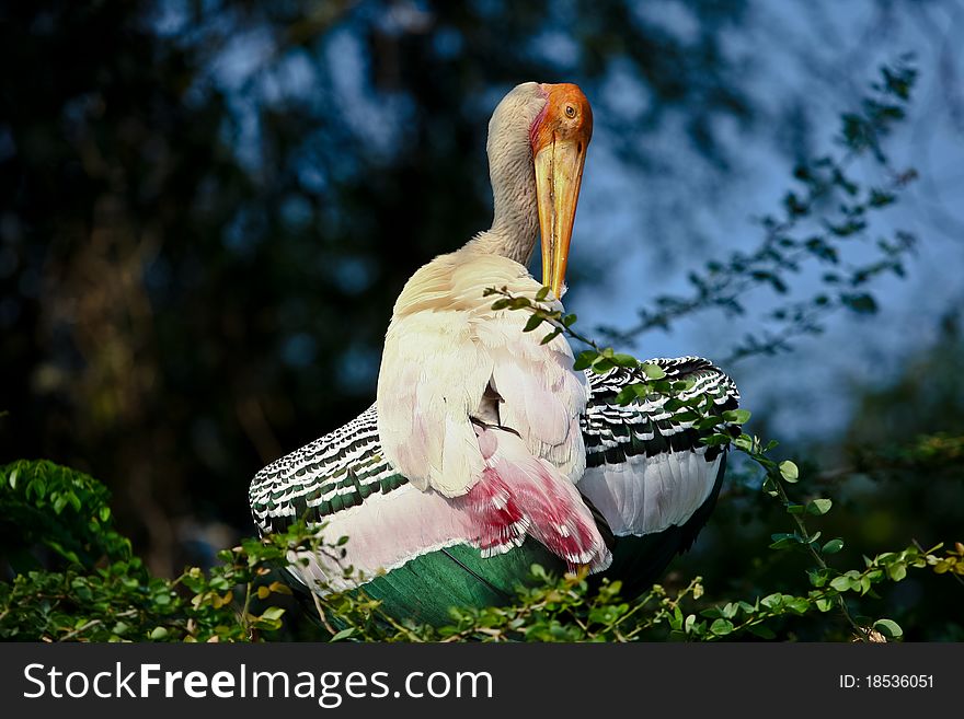 A painted stork preening its feathers.