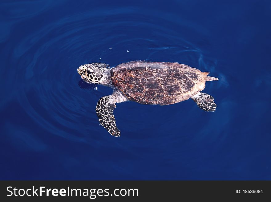Turtle breathe on the surface of the sea. Turtle breathe on the surface of the sea