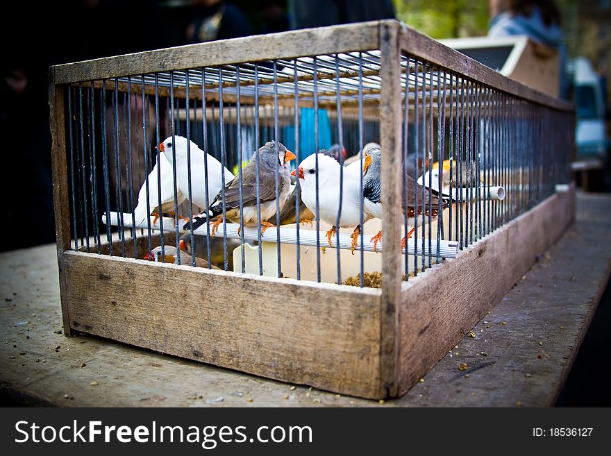 A group of caged songbirds for sale.