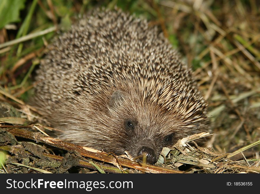 Hedgehog resting in the field