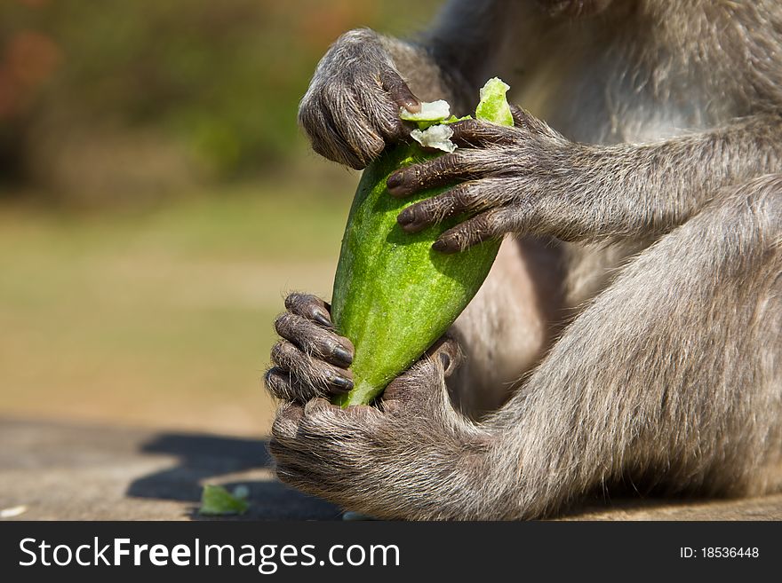 A closeup shot of a monkey eating a cucumber with both hands and feet.