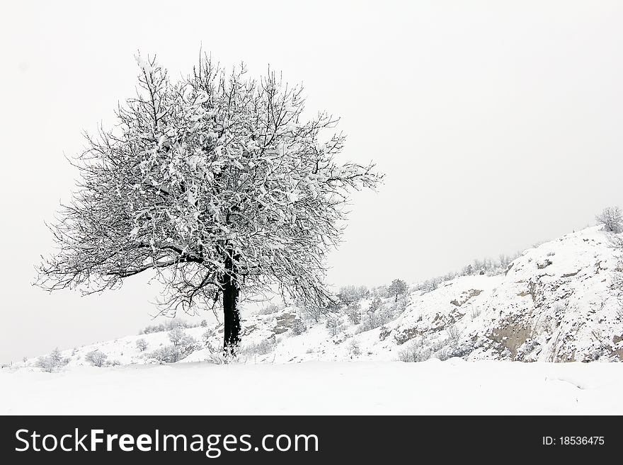 Winter idyll tree with snow