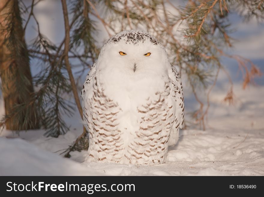 Very angry looking stare of a snowy owl. Very angry looking stare of a snowy owl.