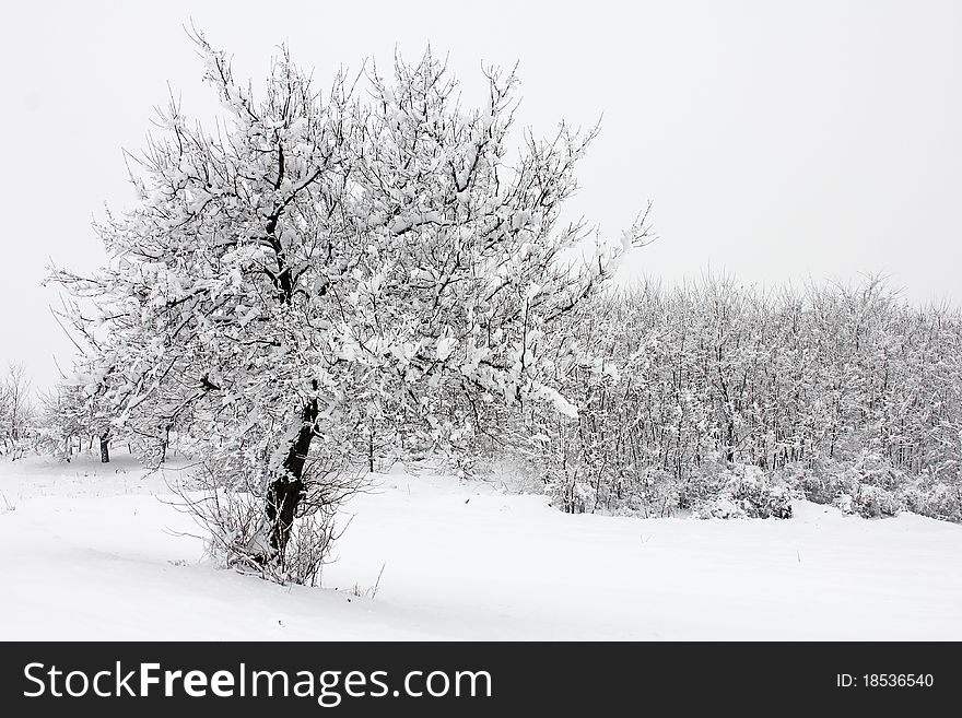 Winter idyll tree with snow