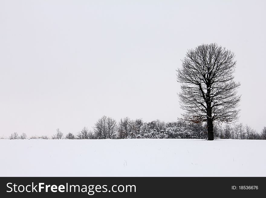 Winter idyll tree with snow