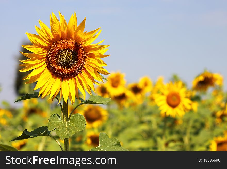Beautiful sunflowers at Nakorn Ratchasima province in Thailand