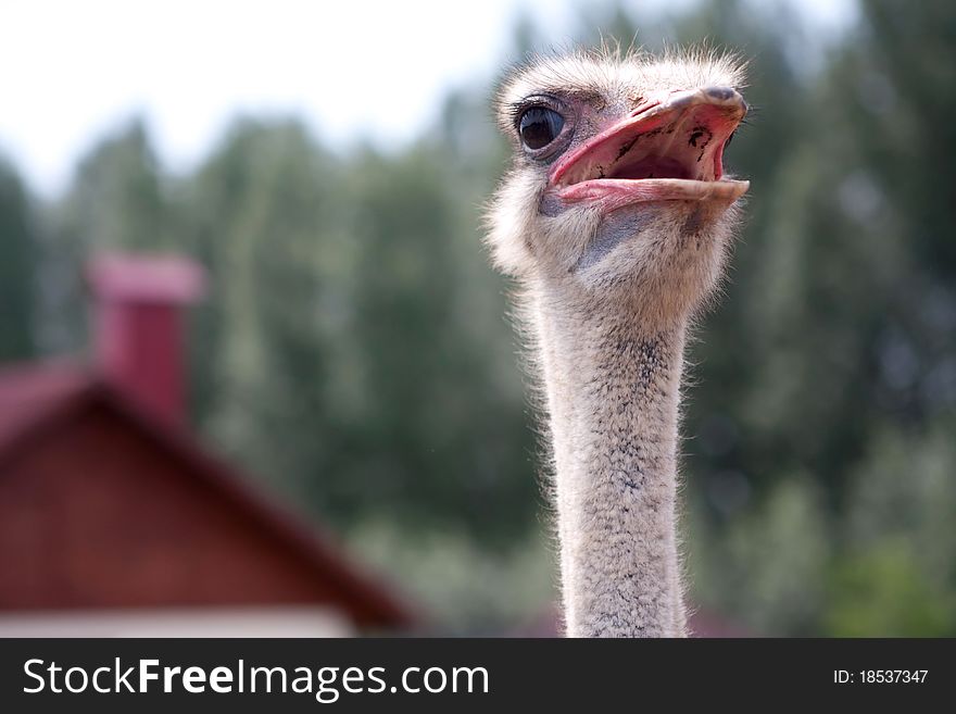 Curious bird ostrich in macro, just head