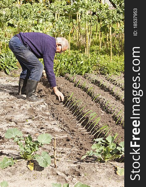 Planting vegetables with ancient methods that are still deployed on small farms. Planting vegetables with ancient methods that are still deployed on small farms