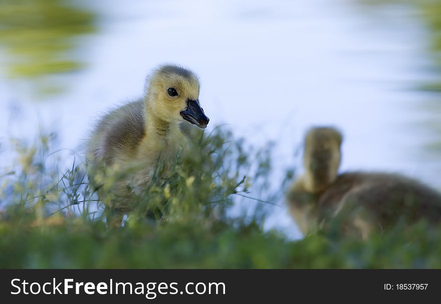 Portrait of a small gosling standing at the waters edge.