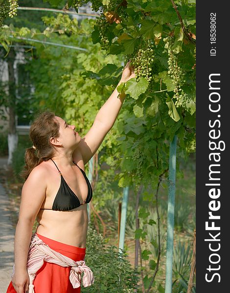 Girls Takes Grapes From Tree.