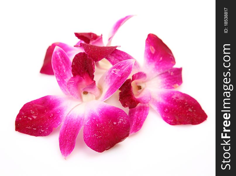 Pink orchid on a white background