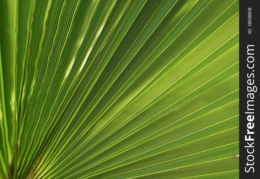 Palm background, the natural background