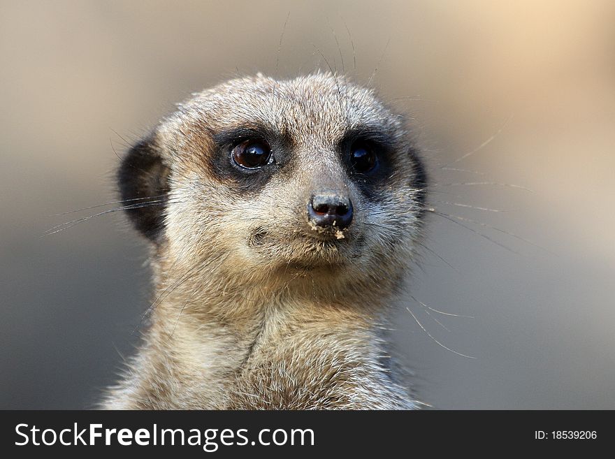 Portrait of a meerkat (Suricata suricatta)