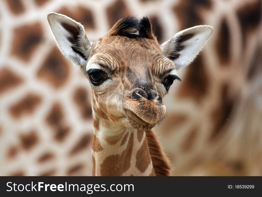 Close up of giraffe head on her mother background. Close up of giraffe head on her mother background