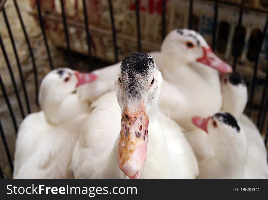 In a market, ducks, be in cages, waiting for people to choose.