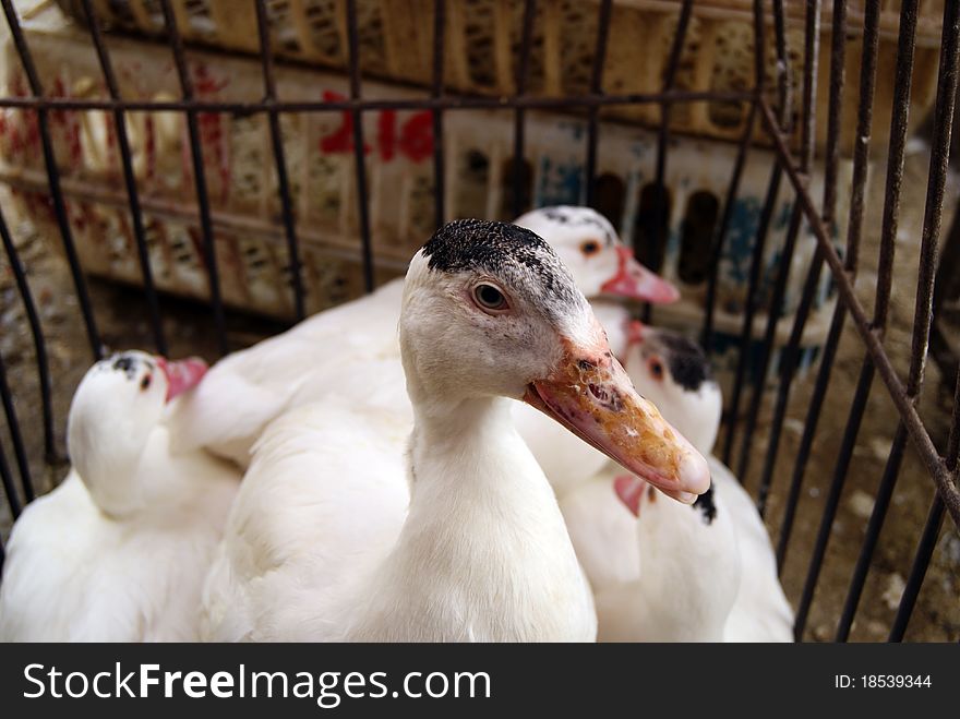 In a market, ducks, be in cages, waiting for people to choose.