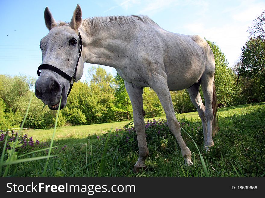 Funny horse of a field