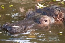 Hippopotamus Portrait Royalty Free Stock Images Hippopotamus Portrait Royalty Free Stock Images