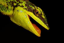 Green Tree Lizard Stock Photo Green Tree Lizard Stock Photo