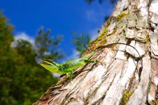 Green Tree Lizard Stock Photos Green Tree Lizard Stock Photos