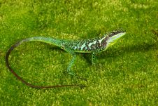 Green Tree Lizard Royalty Free Stock Photos Green Tree Lizard Royalty Free Stock Photos