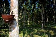 Rubber Plantation Stock Photo Rubber Plantation Stock Photo