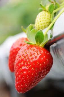 Fresh Strawberry Isolated With Green Strawberry Royalty Free Stock Photography Fresh Strawberry Isolated With Green Strawberry Royalty Free Stock Photography