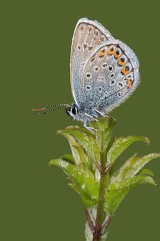 Butterfly Common Blue (Polyommatus Icarus) Stock Photography Butterfly Common Blue (Polyommatus Icarus) Stock Photography
