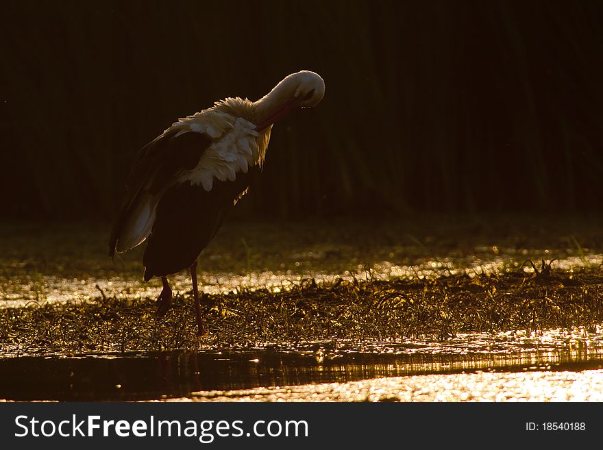 White Stork In Low Light