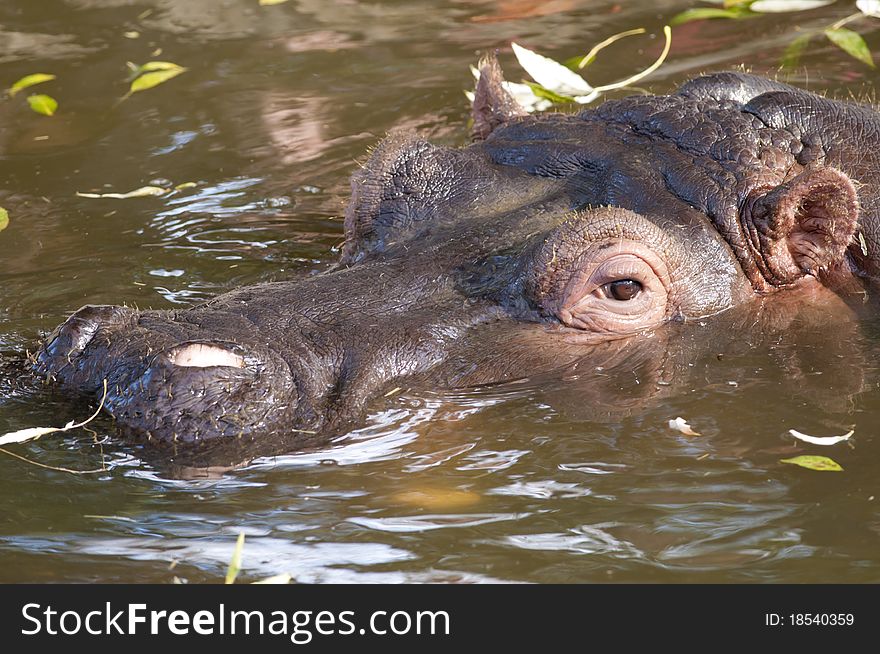 Hippopotamus Portrait in water, at zoo