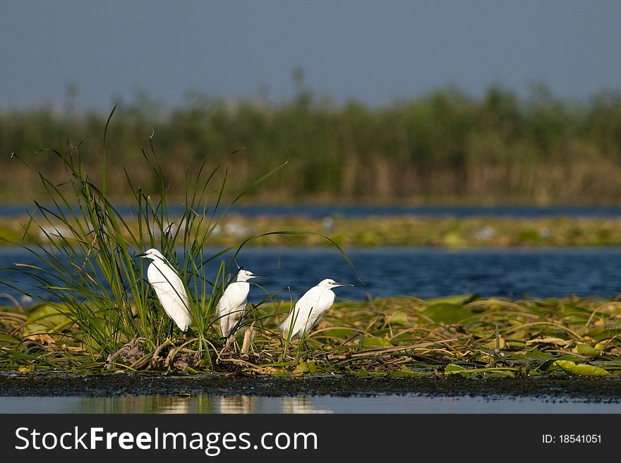 Little Egrets on Waterlily Leaves