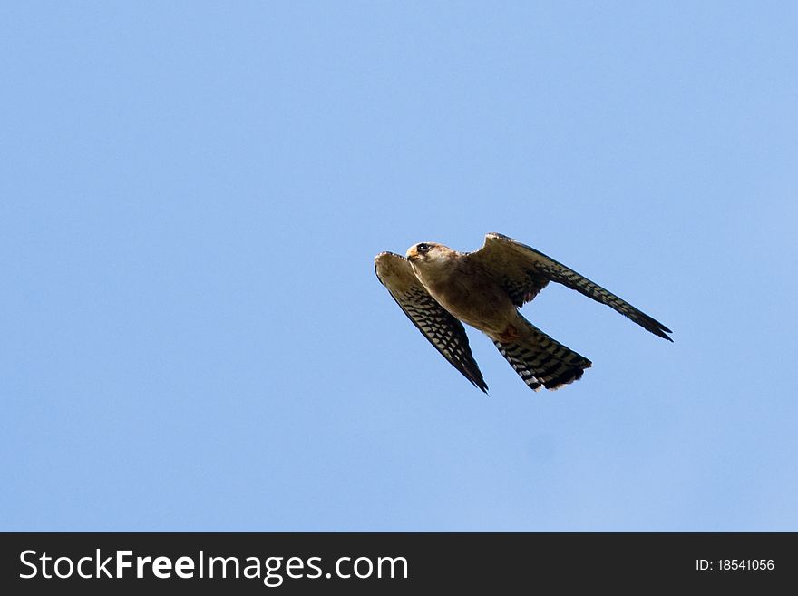 Red Footed Falcon in flight