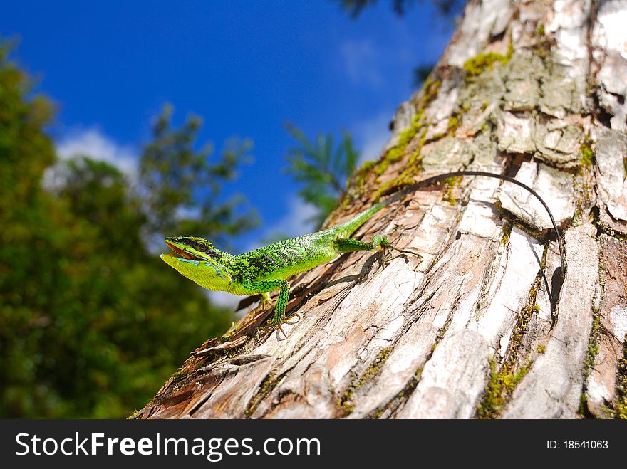 Green Tree Lizard