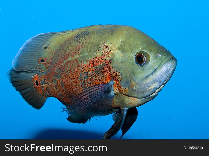 Oscar Fish (Astronotus ocellatus) in Aquarium