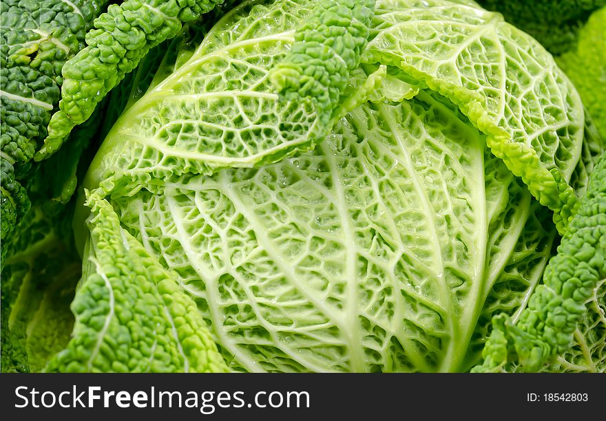 Leafy, open savoy cabbage close up