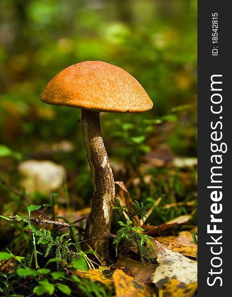 Mushroom in wood against a grass