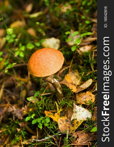 Edible fungi a mushroom in wood opposite to a grass. Edible fungi a mushroom in wood opposite to a grass