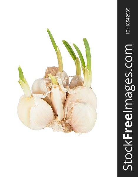 The garlic isolated on a white background