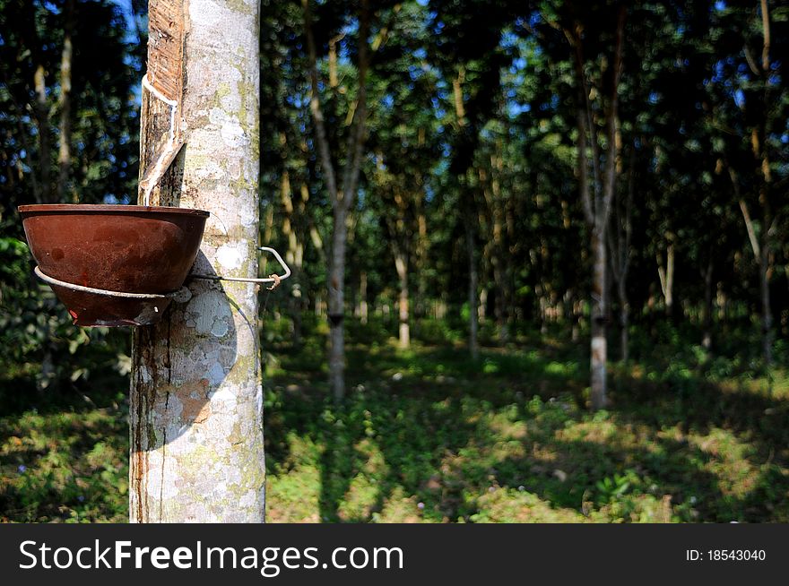 A huge rubber plantation with typical basket to collect the precious fluid from the bark