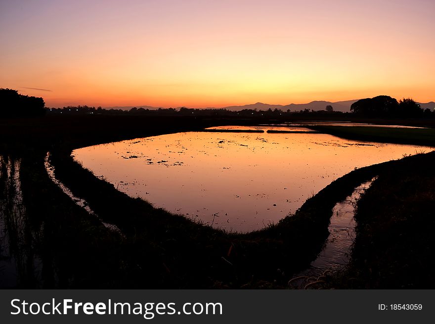 Sunset And  Rice Farm