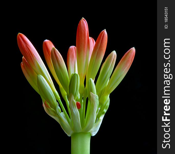 Bud Of A Clivia Plant