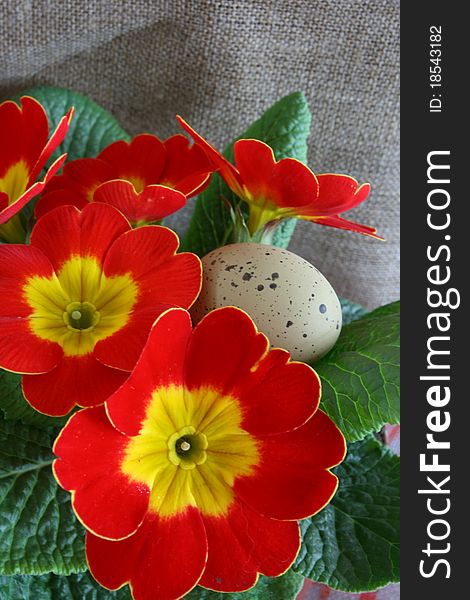 Easter still life with quail eggs