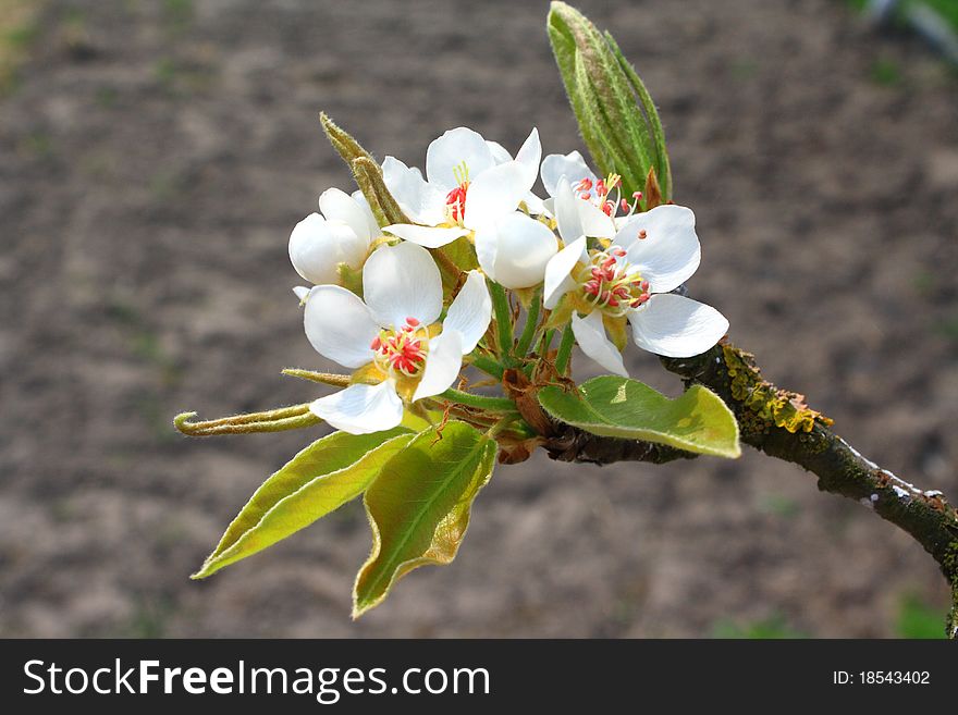 Flowering branch of pear at spring time