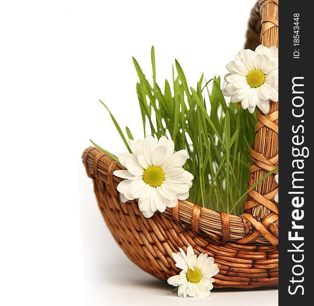 Camomile in basket