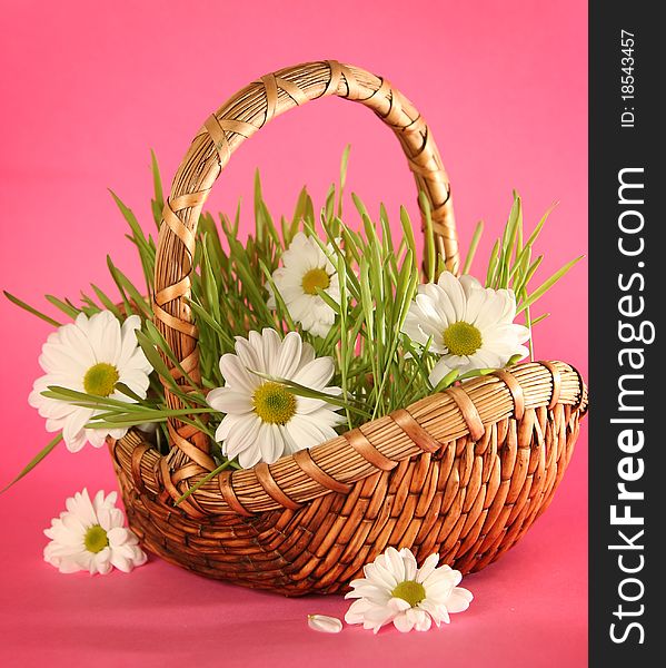 Basket with flowers on pink background. Basket with flowers on pink background
