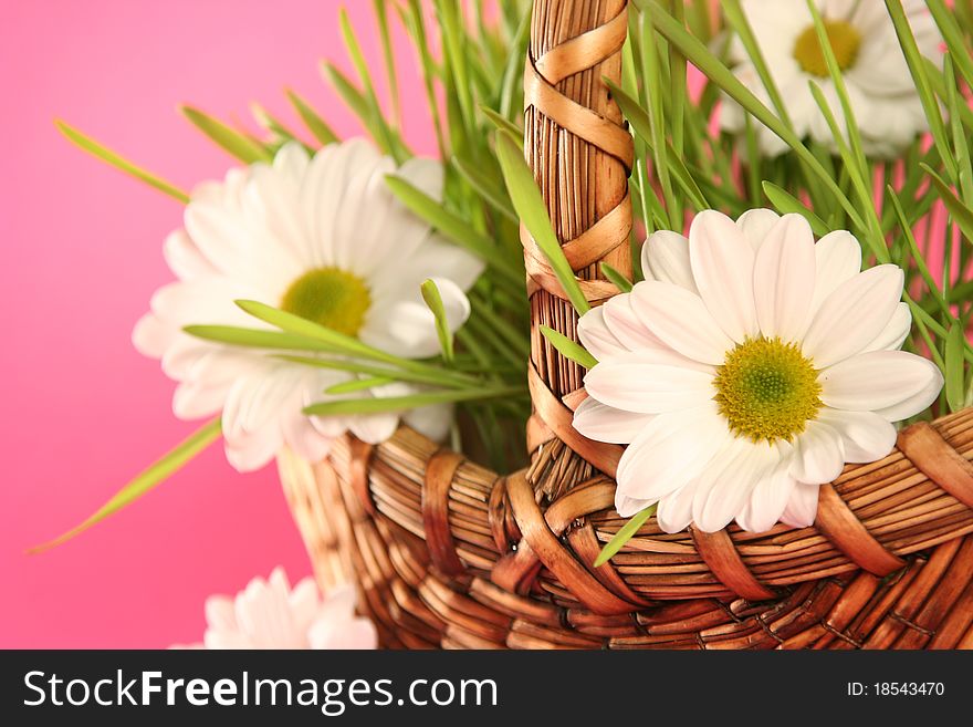 Basket with flowers on pink background. Basket with flowers on pink background