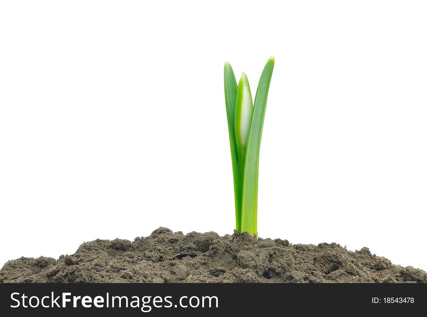 Young sprout of a snowdrop isolated on a white background.