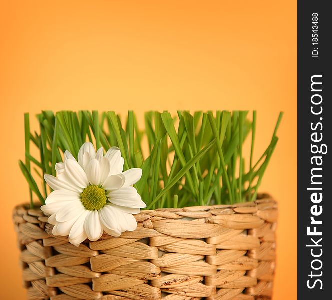 Green grass isolated on yellow background. Green grass isolated on yellow background