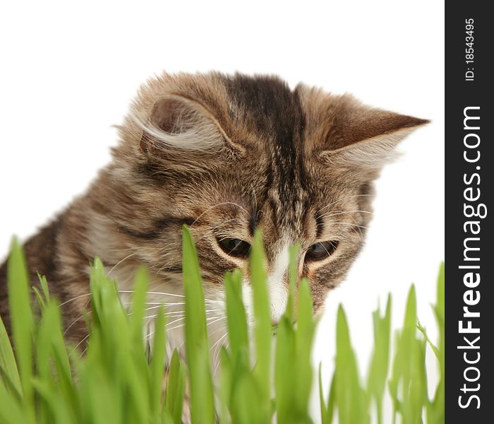 Domestic cat in the grass on white background